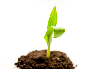 Concept birth of idea- sprout from soil on white background
