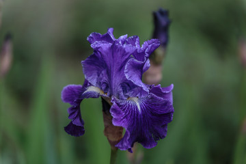 Great close-up of a pretty blue flower with a green background © Óscar