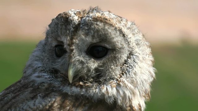 Attractive tamed owl in the city in the park outdoors. Close-up