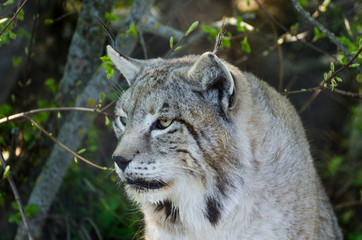 Lince ibérico 