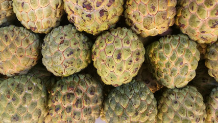 Photo with group of pine cones