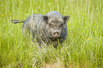 vietnamese pot-bellied pig