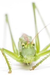 great green bush-cricket