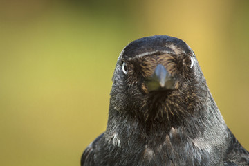 Western Jackdaw, portrait