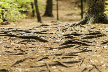 Tree roots on trail