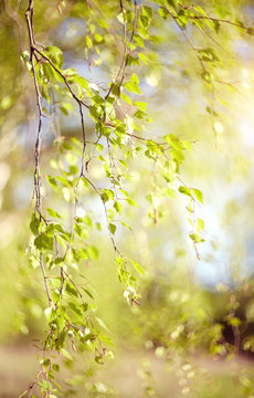 Spring branches of a birch lit with the sun.