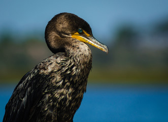 Elegant portrait of a  Double Crested Cormorant against a blue sky