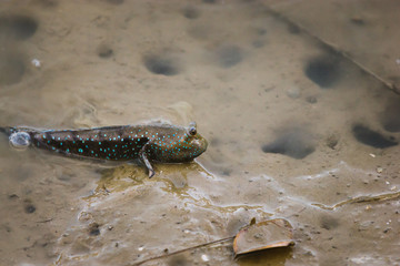 Mudskipper on the mud