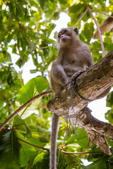Fototapeta premium Monkey seated on a tree branch