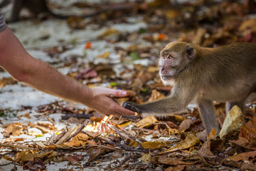 Man feeding a monkey