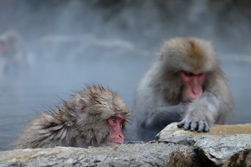 　温泉に入る猿　長野県　地獄谷