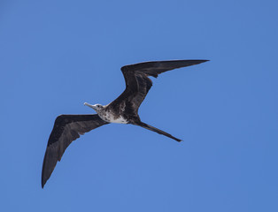 Frigatebird in Flight, Galapagos