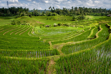 Bali Rice Fields. The village of Belimbing, Bali, boasts some of the most beautiful and dramatic rice terraces in all of Indonesia. Morning light is a wonderful time to photograph the landscape.
