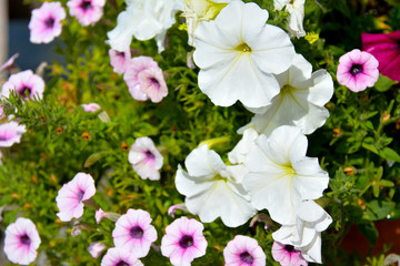 petunias