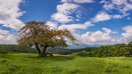 Blue Ridge Mountains, scenic view, Moses Cone Manor