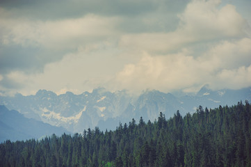 Mountain forest covered by fog