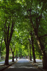 urban road with green trees