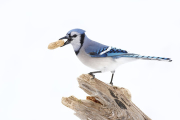 Blue jay isolated on a white background on perched on a tree stump with peanut in Ottawa, Canada