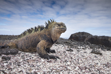 Big Marine Iguana, Galapagos