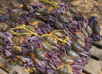 Bundle of Mud Crabs for Market, Ecuador