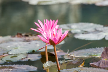 Lotus blossom flower at Hanoi, Vietnam