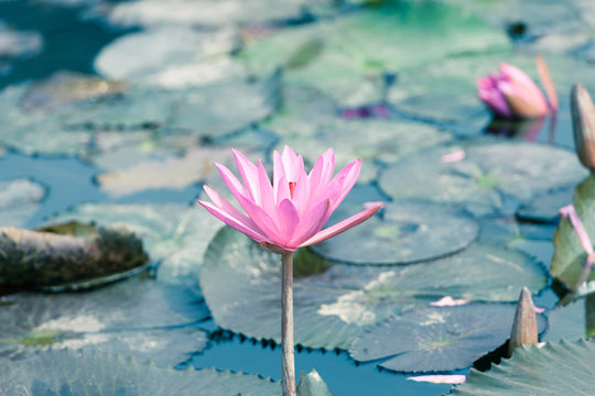 Lotus blossom flower at Hanoi, Vietnam