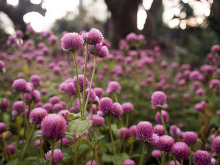 Amaranth purple flower in garden
