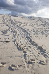 Green Sea Turtle Tracks after Laying Eggs on Beach