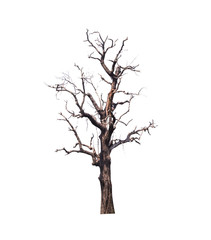 Dry tree isolate on white background