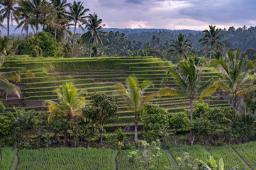 Fototapeta na wymiar Bali Rice Fields. The village of Belimbing, Bali, boasts some of the most beautiful and dramatic rice terraces in all of Indonesia. Morning light is a wonderful time to photograph the landscape.
