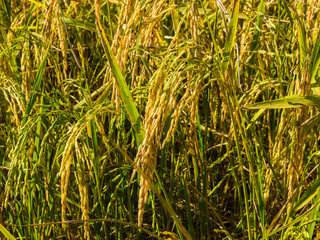 paddy rice in field