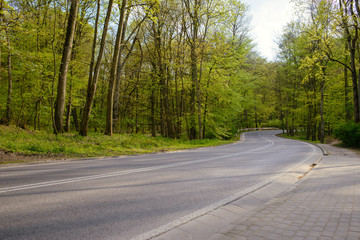 A road in the forest
