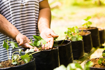 women culture vegetable on plantation