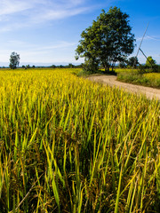 paddy rice in field