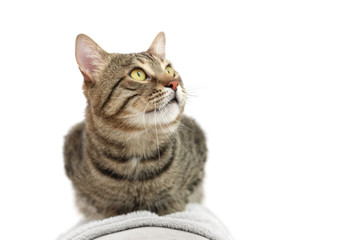 Portrait of grey tabby cat on light background