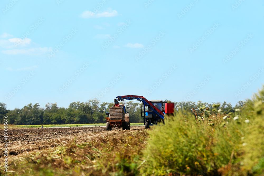 Wall mural Carrot harvesting with modern agricultural equipment in field