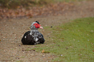 Black Muscovy duck - Cairina moschata