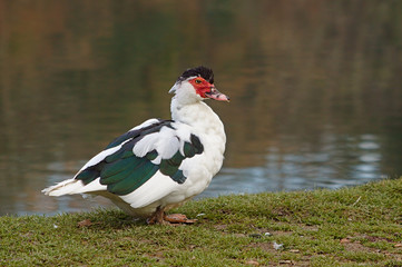 Muscovy duck - Cairina moschata