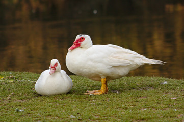 Pair of white Muscovy ducks - Cairina moschata