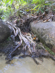 Old tree roots