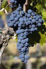 Cabernet Grapes in the sunshine ripe cluster Washington State