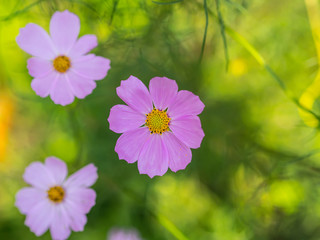 Cosmos flower. Selective focus with shallow depth of field.