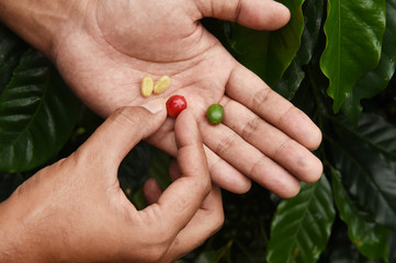 Fresh coffee bean on hand