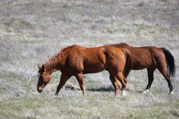 Fototapeta premium Horses Grazing