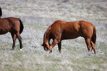 Horses Grazing