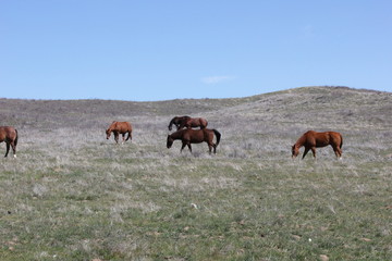 Obraz premium Horses Grazing