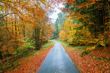 Fototapeta na wymiar road in the autumn colored forest