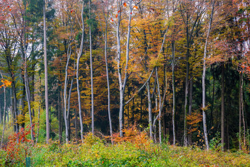 beech forest with autumn colored leaves