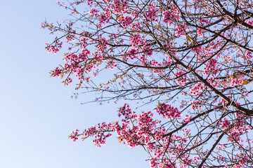 Wild Himalayan Cherry with sky