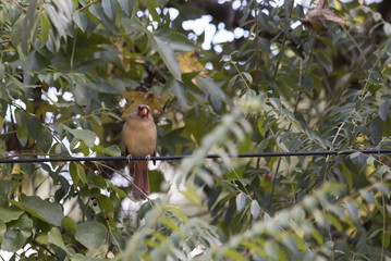 Fototapeta premium Cardinal on a Wire